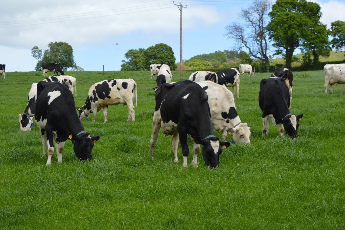 LesleyInnes3's tweet photo. What a great sight! @colegcambria Llysfasi cows looking great, that bit of rain has done the grass good too! 250 milkers mostly HF with a few Monty x Friesian, some now crossed with Norwegian Red too... Dairy team at Llysfasi doing really great🐄🌞 https://t.co/AcwNfpVsds
