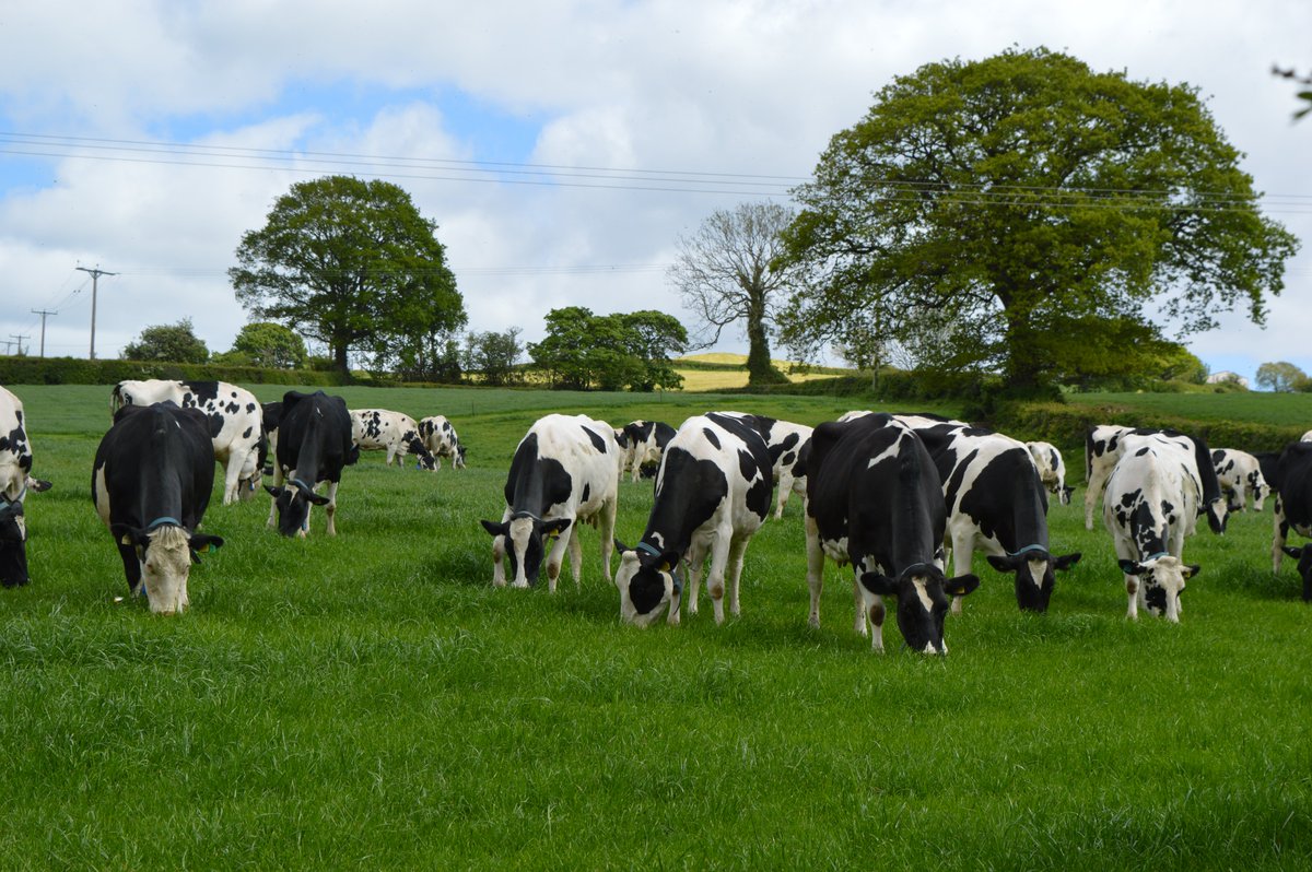 LesleyInnes3's tweet photo. What a great sight! @colegcambria Llysfasi cows looking great, that bit of rain has done the grass good too! 250 milkers mostly HF with a few Monty x Friesian, some now crossed with Norwegian Red too... Dairy team at Llysfasi doing really great🐄🌞 https://t.co/AcwNfpVsds