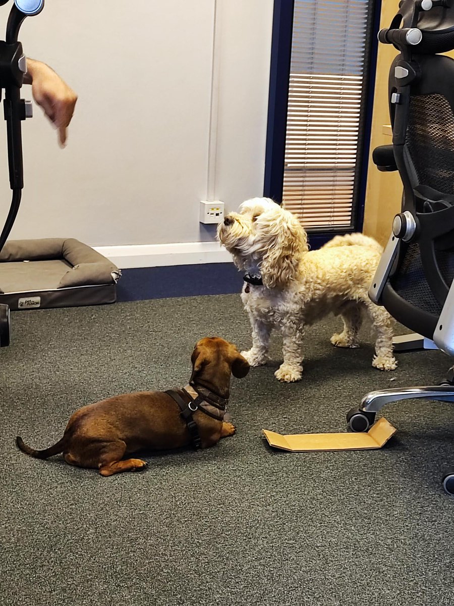 natancol75's tweet photo. 2022 brings with it a heap of new #hybrid working opportunities and #modernworkspace issues. Today is day 1 of our Indogtrination. So far, no issues or messes! #dogsatwork https://t.co/qYRSXdVhYm