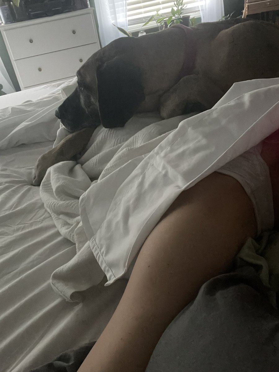 TierneyThings's tweet image. Best pillow 🥰 #DogsOfTwitter #TuesdayVibe