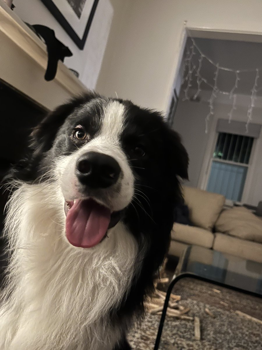 jasonarditi's tweet photo. @bronte__lee Roy was the best dog. We followed his adventures religiously. Clark was an avid fan! ❤️ https://t.co/relK0RSpul