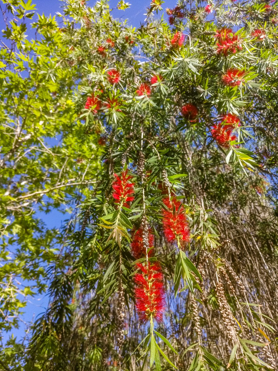 nonsiferma's tweet photo. "Fırça Çalısı"
Bu endemik tür Türkiye'nin güney şehirlerinde yetişmektedir.
#blog #Blogs #Flowers #fırçaçalısı #bottlebrushtree #callistemon
#ブラシノキ
#花
#自然
#TLを花でいっぱいにしよう
#カメラ好きな人と繋がりたい
#写真好きな人と繋がりたい
#いいねした人全員フォローする
#写真 https://t.co/MvhU1wzPvE