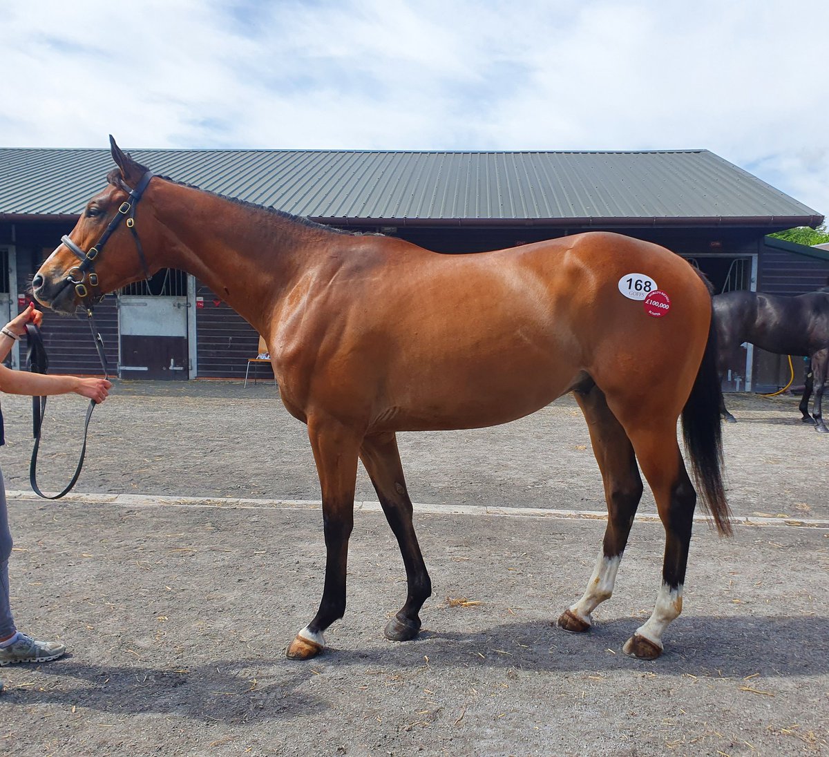 meg_nicholls97's tweet photo. Latest purchase is a gorgeous son of Kayf Tara from @GoffsUK.
He will be heading to @PFNicholls and is currently FOR SALE. #findingwinners #storehorses https://t.co/oUPQJ0KyOr