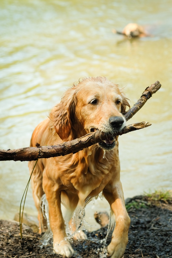 SpaYorkshire's tweet photo. With a myriad of natural wildlife, miles of walking trails, and acres of meadow, there's something for every family member.⁠
⁠
At Yorkshire Spa Retreat your furry friends are welcome in our luxury lodges and acres of rolling parkland.⁠

#YorkshireSpaRetreat #LuxuryLodge ⁠ https://t.co/omz1LcBYT4