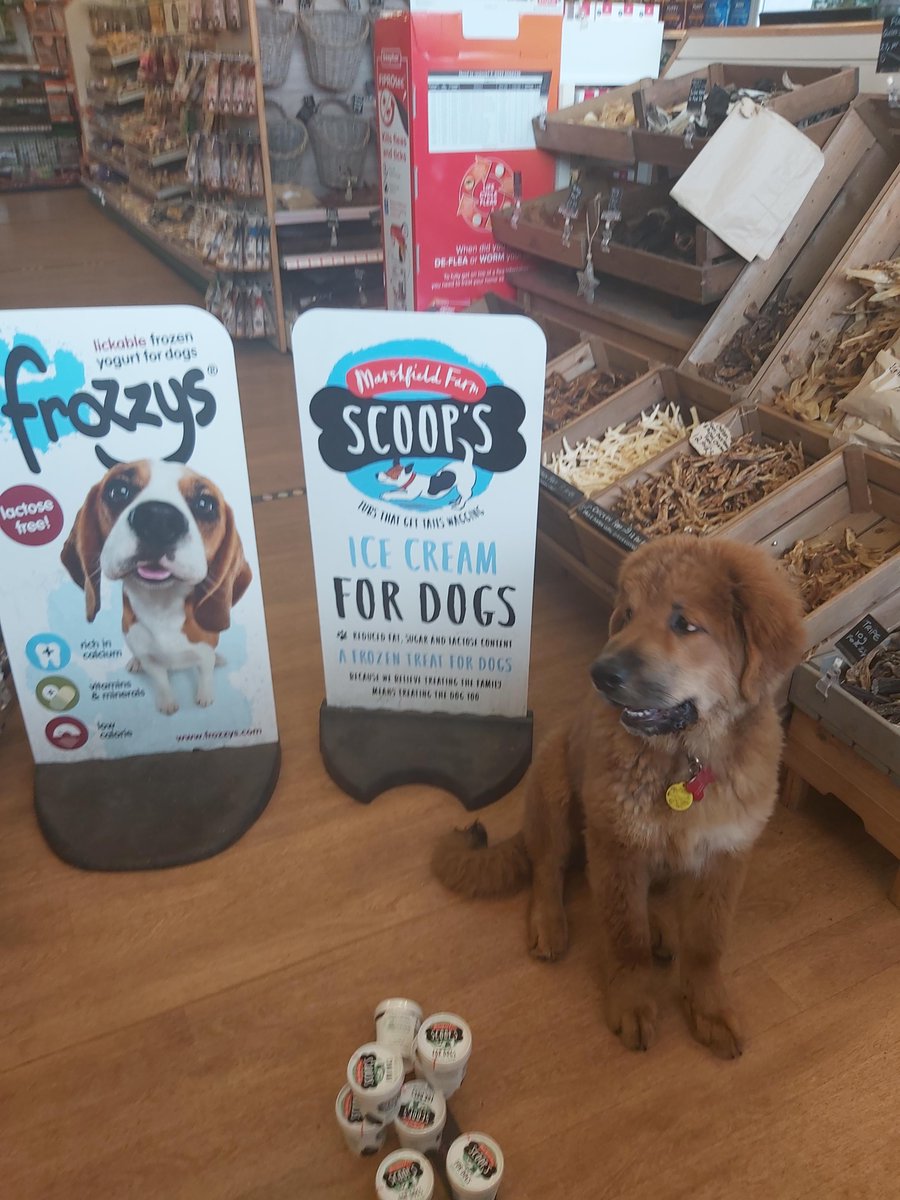 Chewie is looking forward to some warm weather 🐶🍦 #nuneaton #dogicecream #petshoppinguk #dogsuk #puppy #staycool #summertime #sunshine