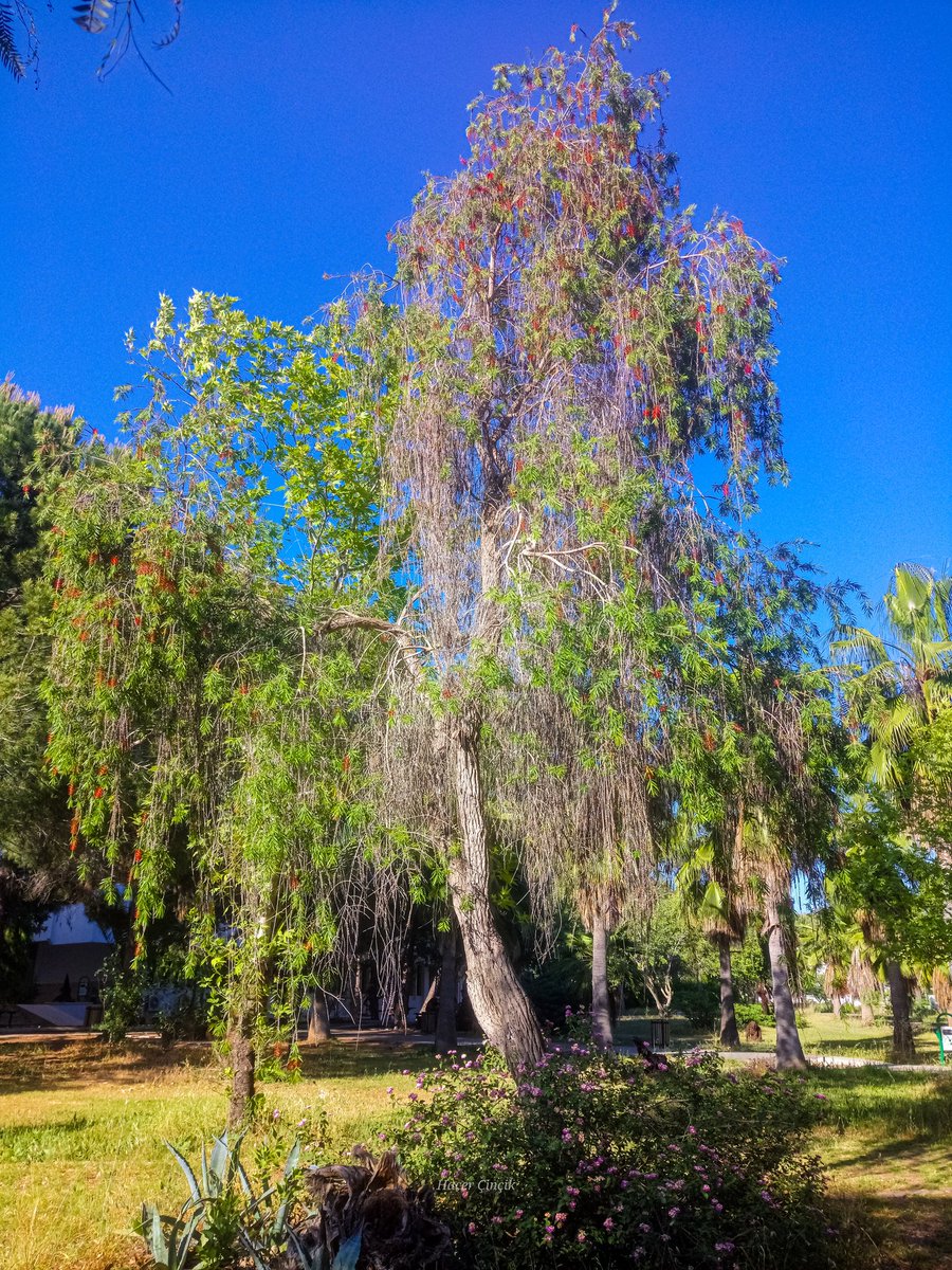 nonsiferma's tweet photo. "Fırça Çalısı"
#blog #Blogs #Flowers #fırçaçalısı #bottlebrushtree
#ブラシノキ
#ブラシの木
#ブラシノ木
#花
#自然
#TLを花でいっぱいにしよう
#カメラ好きな人と繋がりたい
#写真好きな人と繋がりたい
#いいねした人全員フォローする
#写真 https://t.co/DCZGNEdYUb