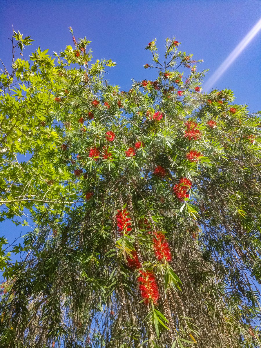 nonsiferma's tweet photo. "Fırça Çalısı"
#blog #Blogs #Flowers #fırçaçalısı #bottlebrushtree
#ブラシノキ
#ブラシの木
#ブラシノ木
#花
#自然
#TLを花でいっぱいにしよう
#カメラ好きな人と繋がりたい
#写真好きな人と繋がりたい
#いいねした人全員フォローする
#写真 https://t.co/DCZGNEdYUb