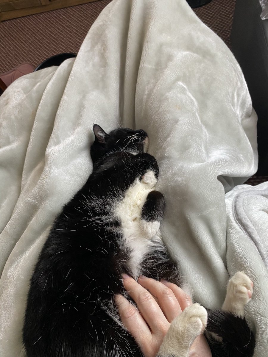 julesbhrh's tweet photo. Busy day making Mum think I’m sleeping but I’m really looking out of the window to see what’s going on. Turned over for tummy rubs for 15 minutes then back to fooling Mum while I keep up my neighbourhood watch duties
How’s your Tuesday going?  #DivaCat #TeamMissP https://t.co/YwmYP0dMoB