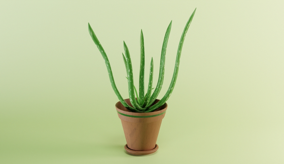 CyberHort's tweet photo. @NostalgicScarl1 For plant lovers and everyone that appreciate natural world 🌿🌱

Thank you for your support 💚 https://t.co/oOfqVGoJBU