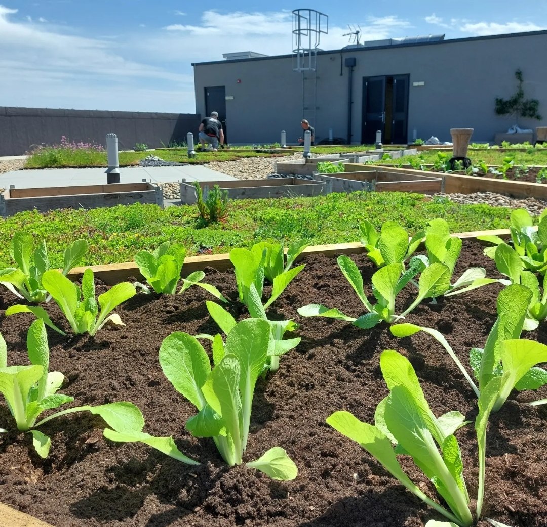 Planting up the vegetable beds @MKYMCA green roof for the @HomegroundMK cafe #roofrevolution #urbangreening #vegetables #biodiversity #buildinggardensinthesky
