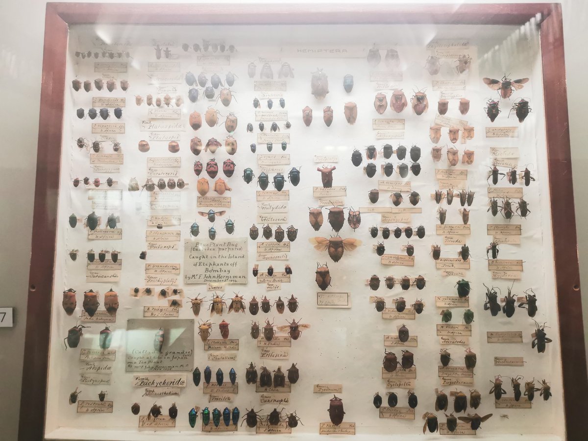 stillyersmith's tweet photo. Yesterday's research at @HornimanMuseum https://t.co/hLGwZGd5mm