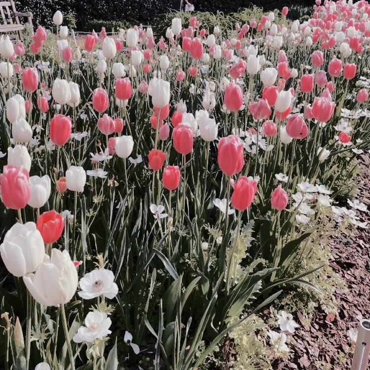 qyomia's tweet photo. ⠀

𑁤  SIREN───
not new to rp but new account! like and rt to be mutuals.. and oh, let’s be friends! 🌷
⠀
⠀ https://t.co/YGZmbqxMyU