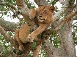 AaronNakyagaba's tweet photo. @alupo_jessicah The king of the jungle is also available in Uganda #ExploreUganda you will have variety!!! https://t.co/JULRAicTCU