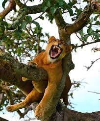 AaronNakyagaba's tweet photo. @alupo_jessicah The king of the jungle is also available in Uganda #ExploreUganda you will have variety!!! https://t.co/JULRAicTCU