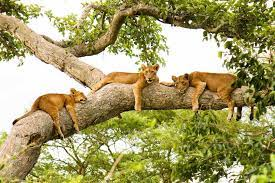 AaronNakyagaba's tweet photo. @alupo_jessicah The king of the jungle is also available in Uganda #ExploreUganda you will have variety!!! https://t.co/JULRAicTCU