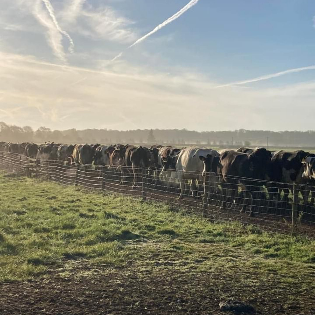 This beautiful shot of our happy and healthy ladies heading back to the fields for organic grazing after milking, was captured by our Herdsmen, Gideon 🐄🌿.