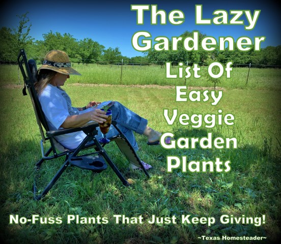 Tx_Homesteader's tweet photo. There are some plants that work perfectly for a lazy gardener. You know the ones – you plant them once and they provide you with food year after year? I’m sharing some of my faves. https://t.co/NFlERrInOT
.
.
#TexasHomesteader #Lazy #Gardener #Zone8 #PlantOnce #Harvest https://t.co/7M0pnALTUf