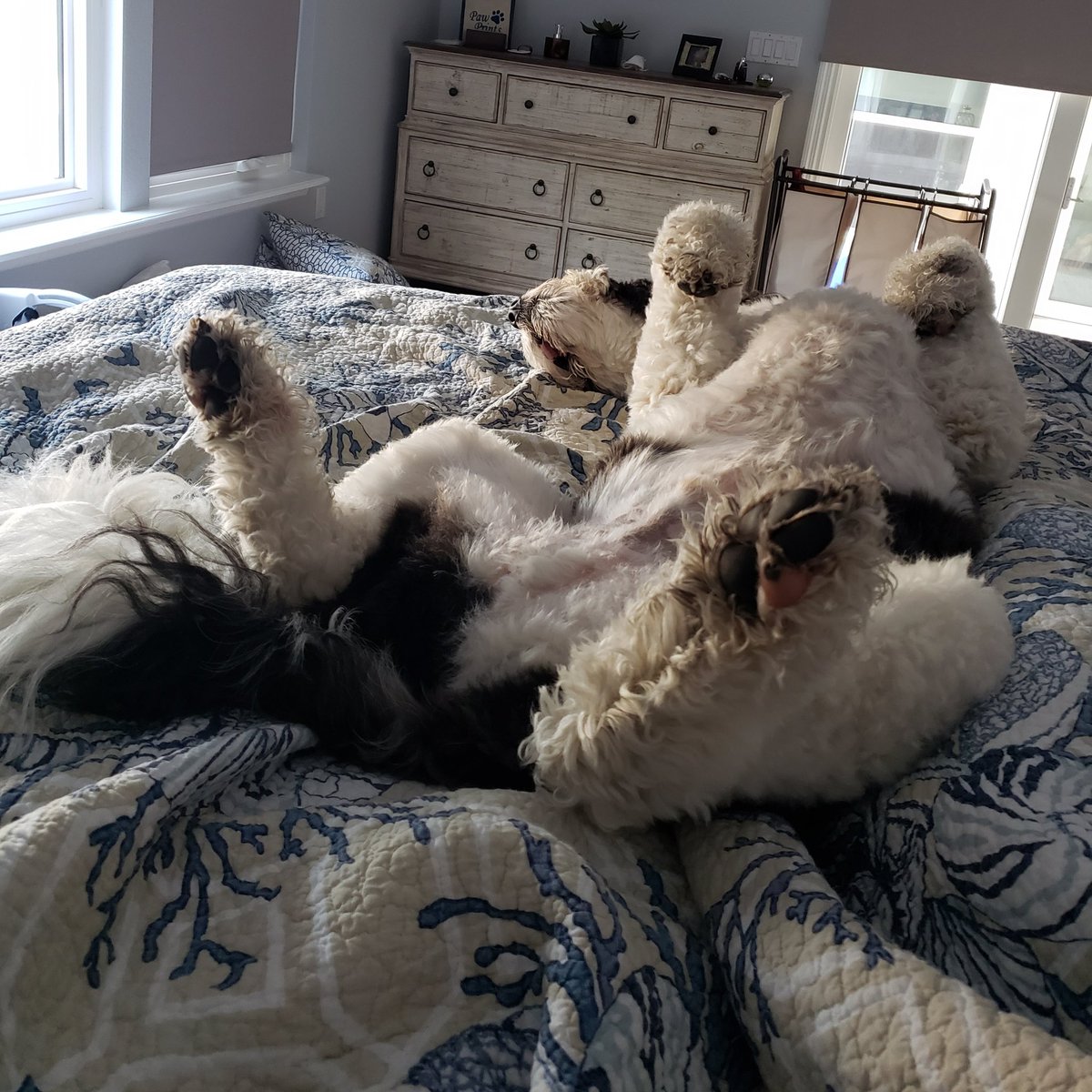 creek_moose's tweet photo. I had to chase a shady squirrel off the dock first thing this morning! I earned this 😴 #ToesUpTuesday #dogsoftwitter https://t.co/N8bt2cZcRA