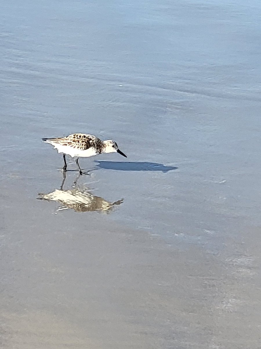9LivesOfSandy's tweet photo. Beach photos.... #birdwatching #birdphotography #birds #EndangeredSpecies https://t.co/wtrWsdEFTA