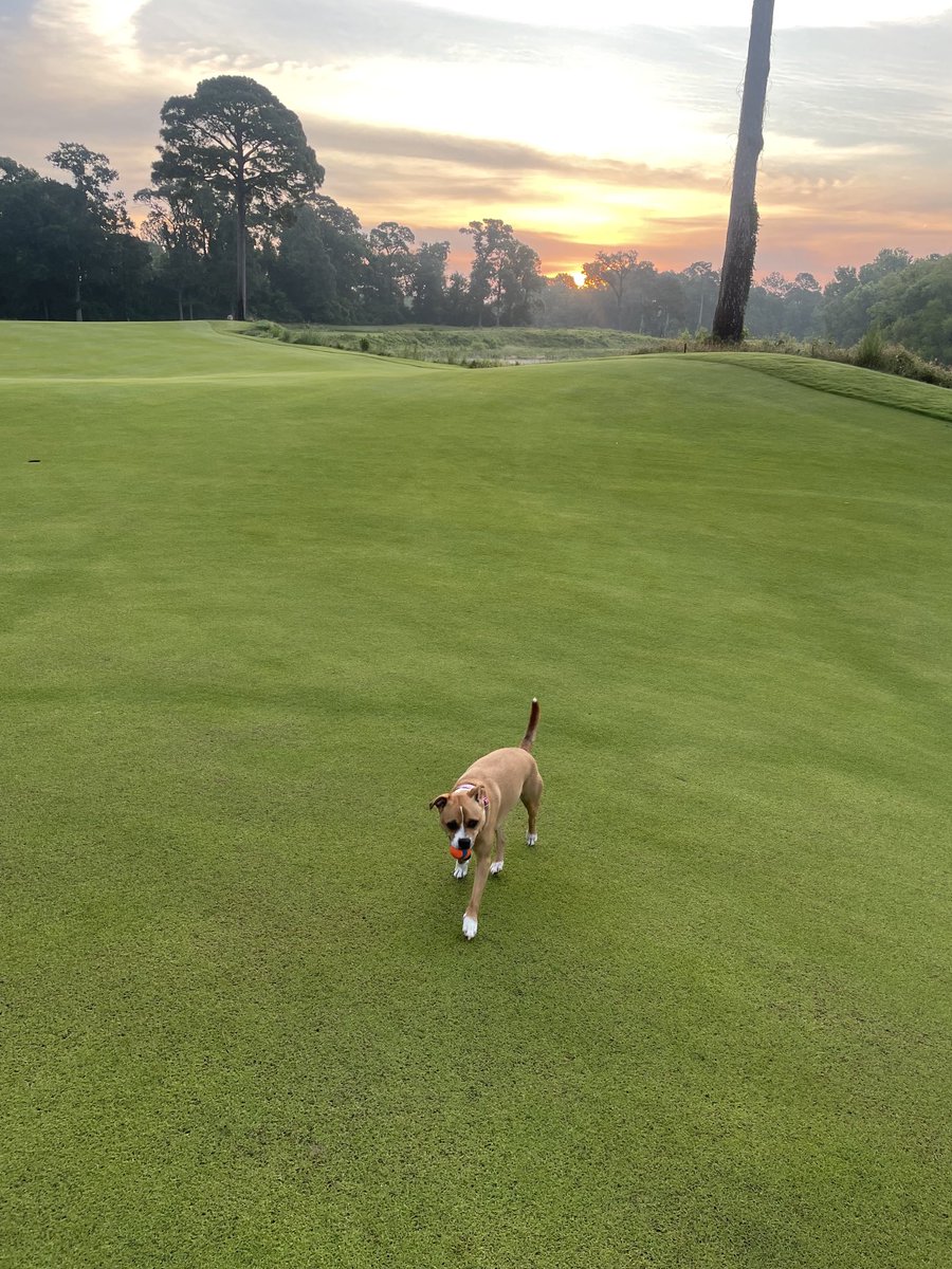 Foxy enjoying the cool morning!
