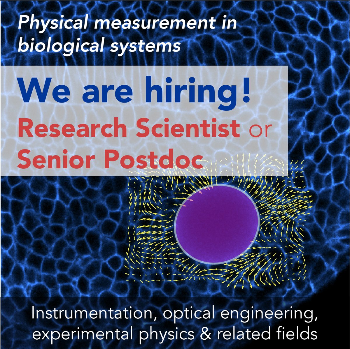 🚨 [Job Alert] We are looking for a Research Scientist/Senior Postdoc interested in building techniques to study mechanics in biological systems. Optical engineers, experimental physicists, etc., would fit perfectly. Join us in Dresden! <a href="/PoLDresden/">Physics of Life Dresden</a> <a href="/mpicbg/">MPI-CBG Dresden</a>