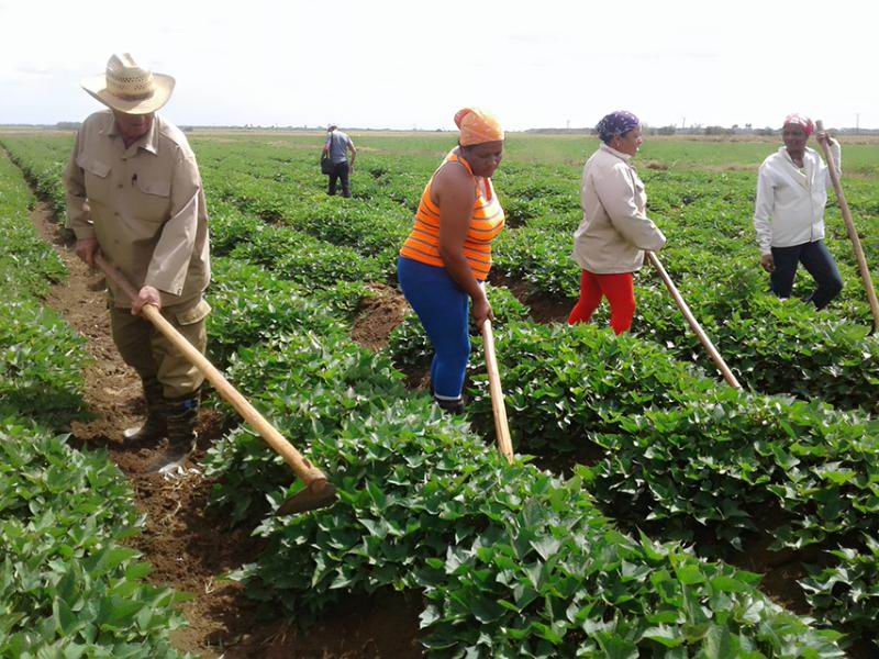 OSuarezR1's tweet photo. Felicidades a los hombres y mujeres que desde el surco dan lo mejor de sí #Cuba #SanctiSpiritus #VamosConTodo @RadioVitralFM @OdalysCid @MayelinAmbar @anna_delacruz20 @JairoAlbertoPC https://t.co/xKJ9IbfTSO