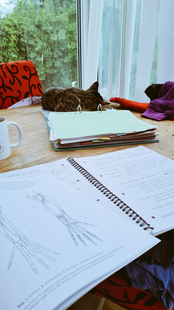 samilou80's tweet photo. The cat has given up helping me to learn the superficial extensors of the forearm 😝😝 https://t.co/6QVko2IJcc
