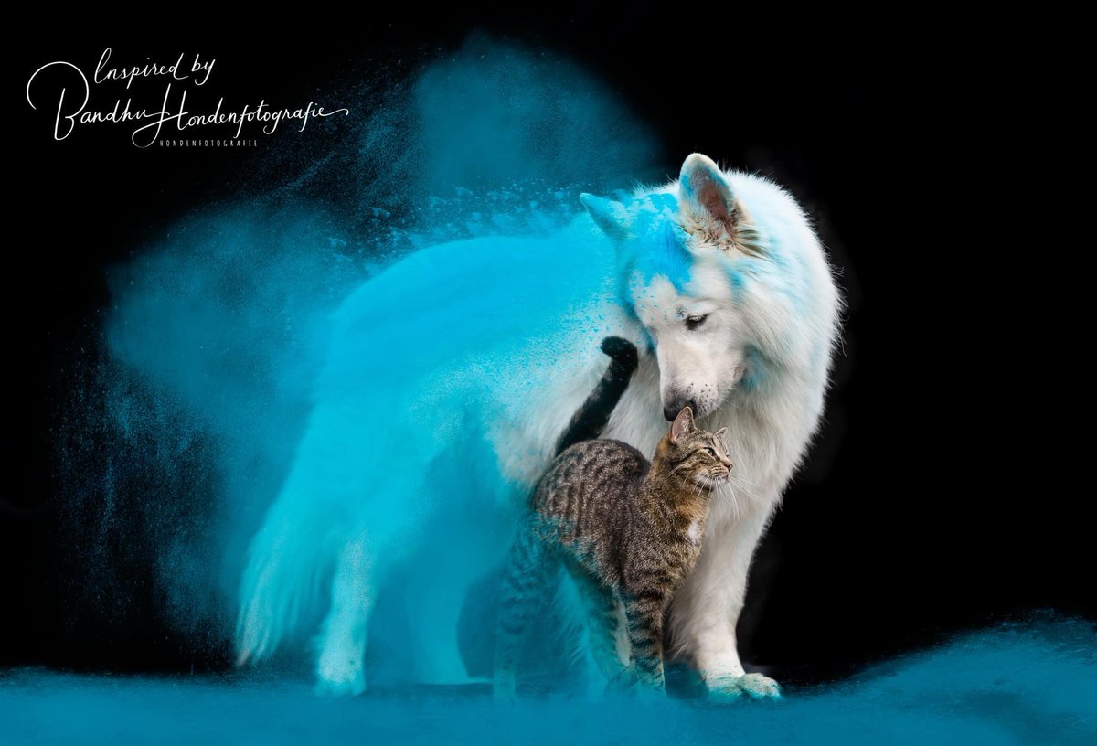 dogcases's tweet image. Soms zit het mee en soms zit het tegen, maar levert het wel een leuke foto op. Heb ik Bandhu voorzien van een mooi laagje blauw poeder voor een fotoshoot, besluit Mara  nog even een knuffel te geven, waardoor Bandhu natuurlijk beweegt en we dus opnieuw kunnen beginnen, zucht....