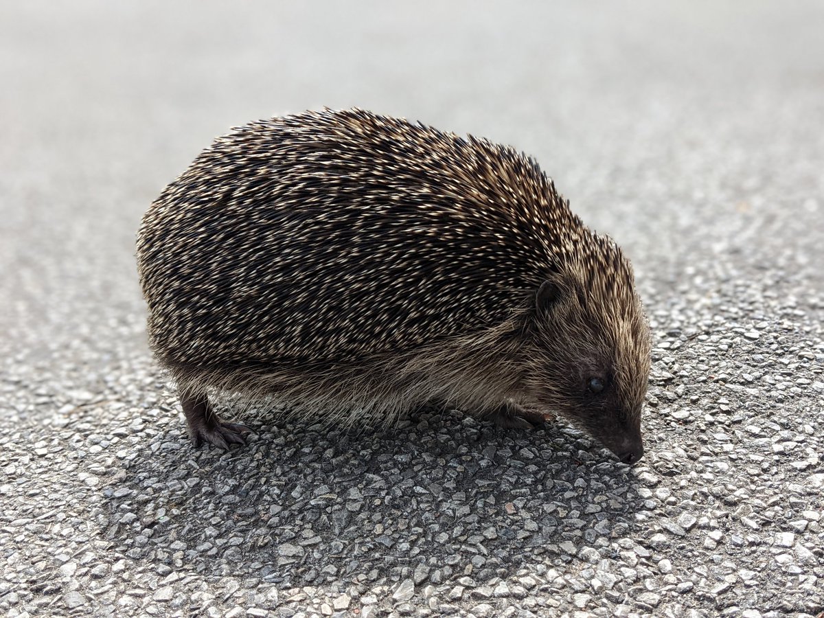 Herringthorpe's tweet photo. We had a little visitor today ... #rescuemission #homesafeandsound https://t.co/83TnHeD6aC