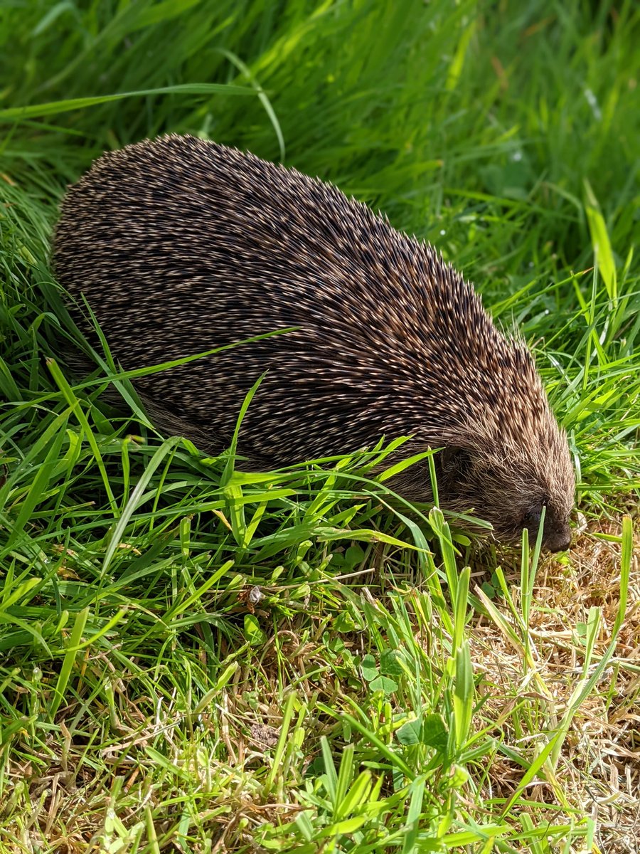 Herringthorpe's tweet photo. We had a little visitor today ... #rescuemission #homesafeandsound https://t.co/83TnHeD6aC