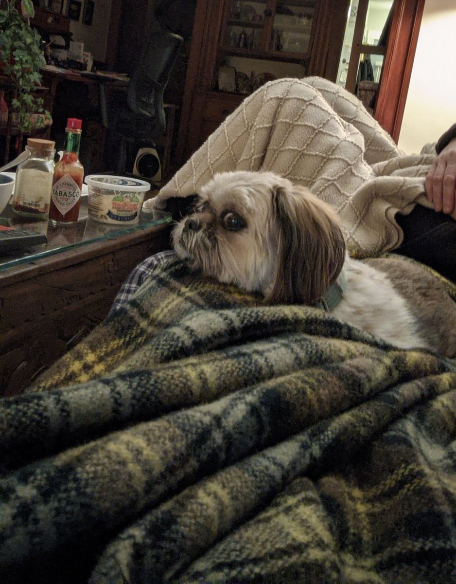 rebeccahawk8's tweet photo. @dog_rates I’m Sharazad (Zahdi for short). I think I’ve got this figured out. When the kids are eating and watching movies from the couch, Mom won’t notice if I just quietly snuggle in with them. https://t.co/AC0swb6JTC