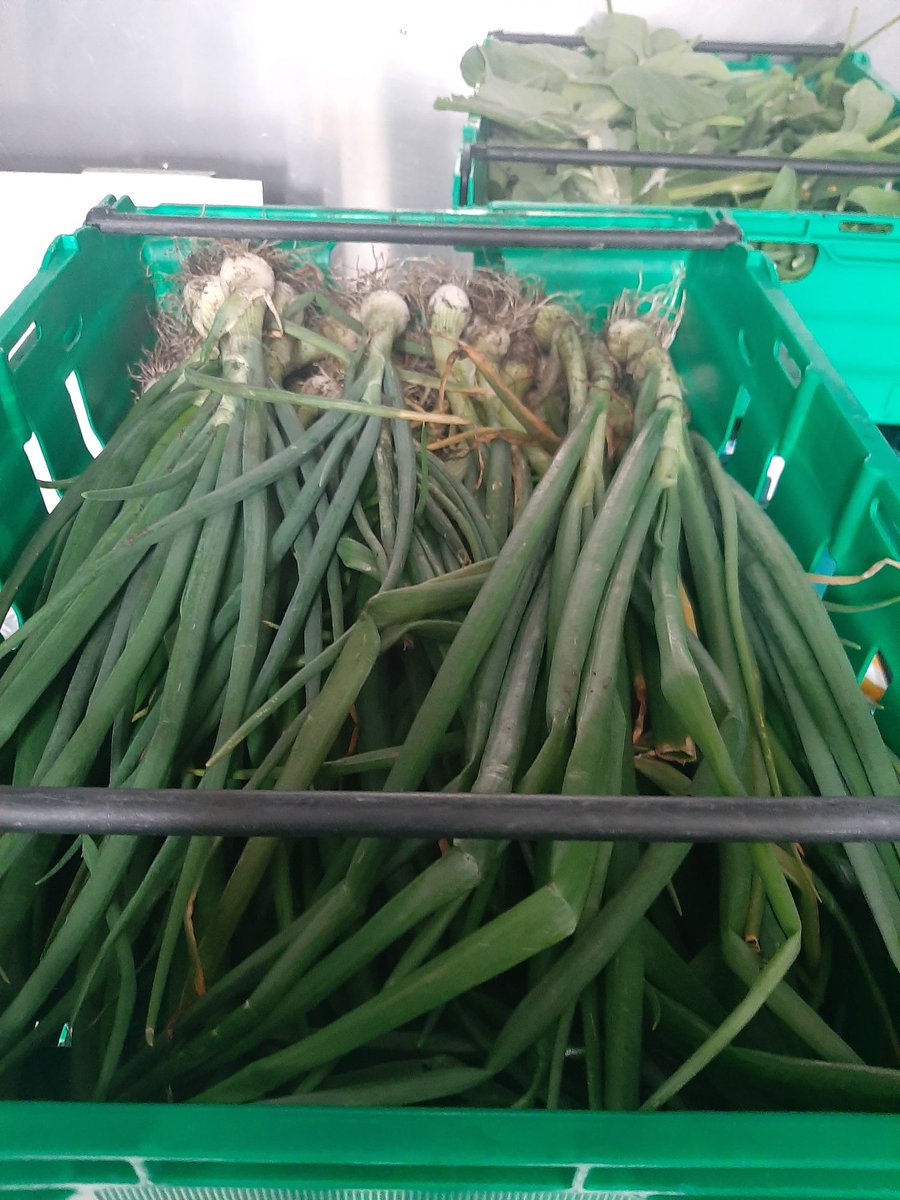TheFoodWorksSHF's tweet photo. On Monday our Farm Team harvested a
record breaking 71kg of Food! That is the most we
have ever harvested in one go! #sustainablesheffield
#hyperlocalfood #citygrowing https://t.co/KSgPwRb2xP