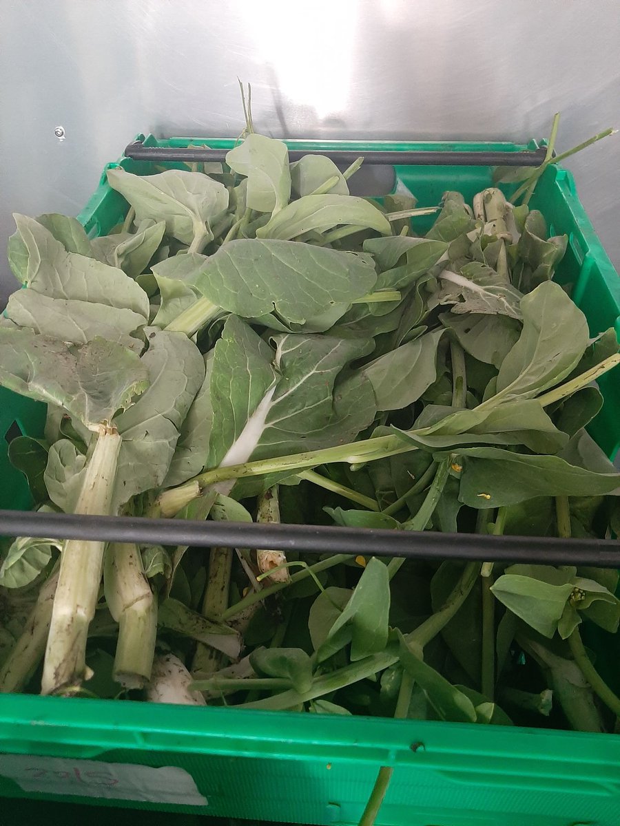 TheFoodWorksSHF's tweet photo. On Monday our Farm Team harvested a
record breaking 71kg of Food! That is the most we
have ever harvested in one go! #sustainablesheffield
#hyperlocalfood #citygrowing https://t.co/KSgPwRb2xP