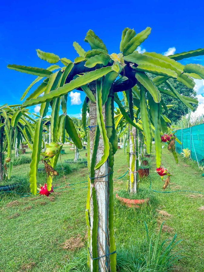 NasreenDelta's tweet photo. Dragon fruit 😋😋
#Maldives #Yummy https://t.co/H1LYNz33Nx