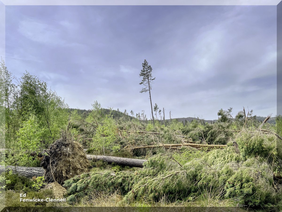 @StormHour last Tree Standing ... Assessing #StormArwen damage on Saturday 14/5/22 #StormHour #ThePhotoHour