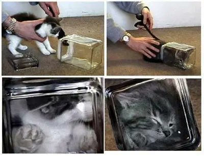 Conrad500's tweet photo. STOP FEEDING CATS SOUP! I've owned a cat for almost a month, so I know that these cats are in serious trouble. This isn't just a "harmless meme", this will cause people to treat cats poorly for funny pictures. This isn't even the first time a meme has done so! Just remember #NEDM https://t.co/a3CWrw6g0Q