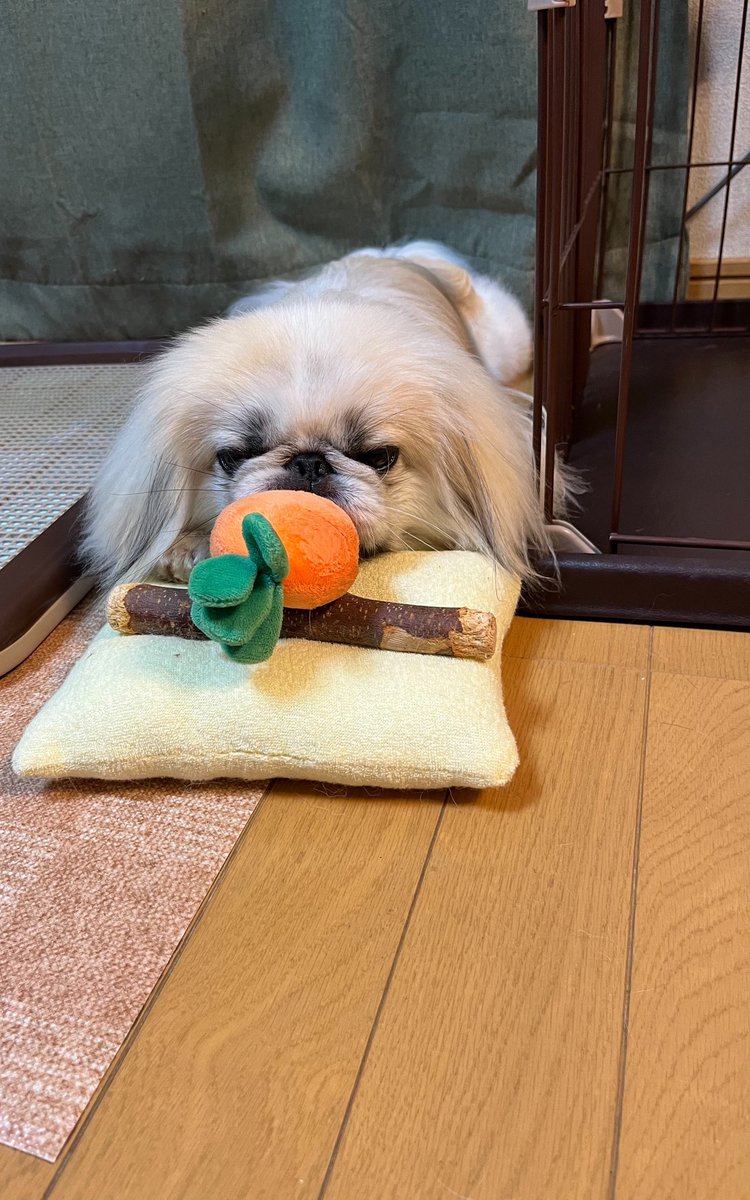 gammo_pombro's tweet photo. ちょっと欲張りじゃない?🤣🤣 https://t.co/WLTVLInDkX