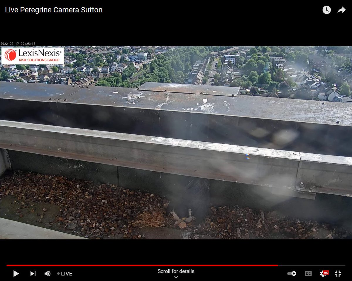 J_M_Boorman's tweet photo. Sutton Peregrines. The first chick this year hatched at 09.24 this morning. Its head can be seen to the left of the shell falcon Gwen is eating in the first image. Tiercel Perry has already done a stint of just over an hour brooding. https://t.co/J8vvrHoOZq