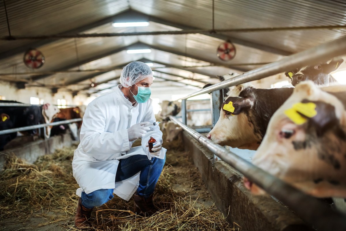 WOAH's tweet photo. Animal #vaccination:

💉 protects animal health and welfare
💉 prevents deadly animal diseases
💉 ensures food security
💉 saves livelihoods

Don't hesitate to vaccinate, because #VaccinesWork and #VaccinationSavesLives! https://t.co/pRPtRTDvST