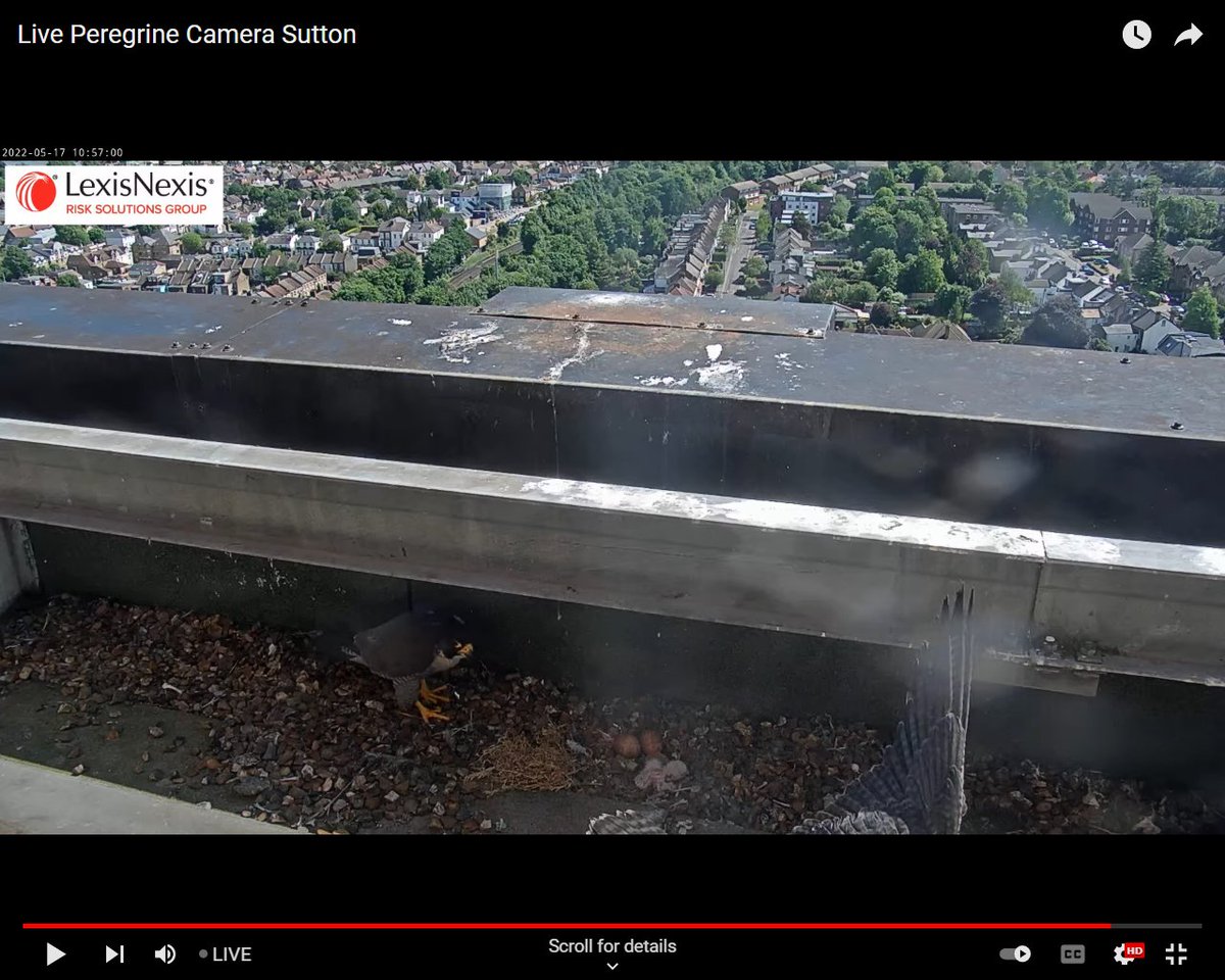 J_M_Boorman's tweet photo. Sutton Peregrines. The first chick this year hatched at 09.24 this morning. Its head can be seen to the left of the shell falcon Gwen is eating in the first image. Tiercel Perry has already done a stint of just over an hour brooding. https://t.co/J8vvrHoOZq