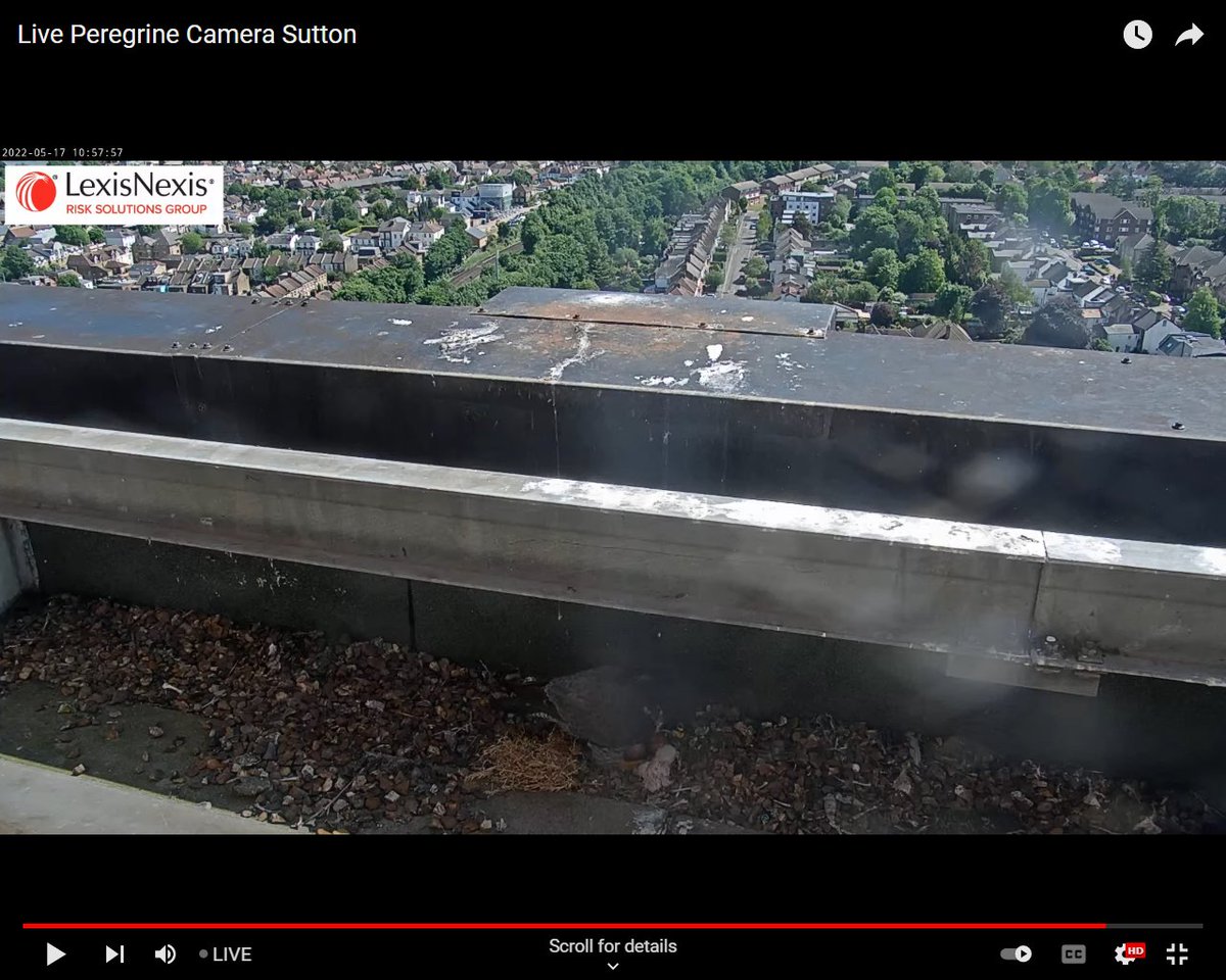 J_M_Boorman's tweet photo. Sutton Peregrines. The first chick this year hatched at 09.24 this morning. Its head can be seen to the left of the shell falcon Gwen is eating in the first image. Tiercel Perry has already done a stint of just over an hour brooding. https://t.co/J8vvrHoOZq