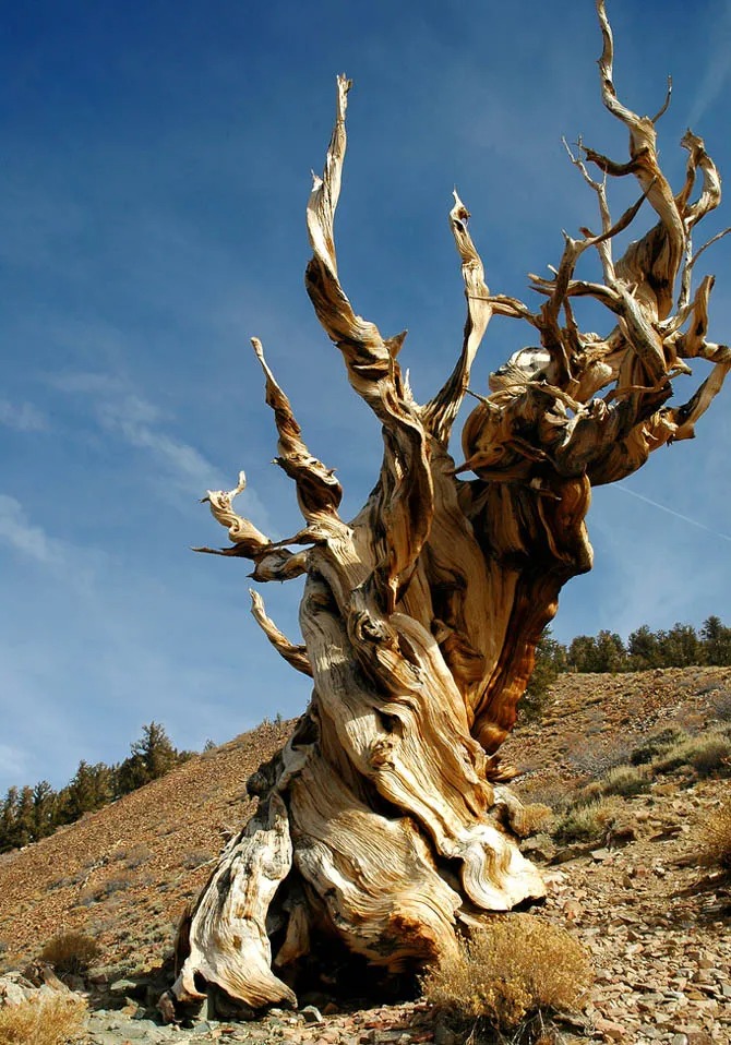 WIRED's tweet photo. The world’s oldest individual tree lives 10,000 feet above sea level in the Inyo National Forest, California. A staggering 4,765 years old, this primeval tree was already a century old when the first pyramid was built in Egypt.

📸: Clinton Steeds https://t.co/cSERCbsupk
