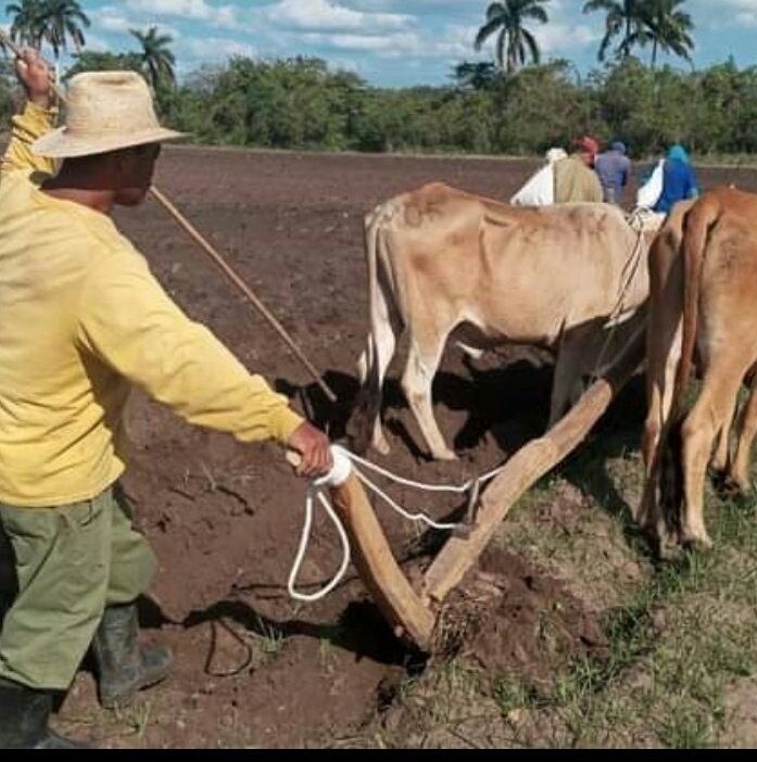 SanctiSpiritus1's tweet photo. Buenos días un abrazo al campesinado de #SanctiSpiritus #Cuba y la felicitación porque este #17DeMayo celebran los 63 años de la firma de la Ley de Reforma Agraria por #Fidel y los 61 de la fundación de la Asociación Nacional de Agricultores Pequeños (ANAP). https://t.co/lezKqD4mLx