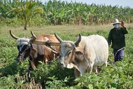 EducaJM's tweet photo. #Cuba rinde homenaje a los hombres del surco, los hombres y mujeres que dicen SI por CUBA en la lucha por la soberanía alimentaria, nuestros campesinos @DiazCanelB @elsa_ena @Eugeniocubano 
#CubaMined 
#EducacionProvincialLasTunas
#RafelAngelGonz1
#EducaJM https://t.co/9vILew4Mjk