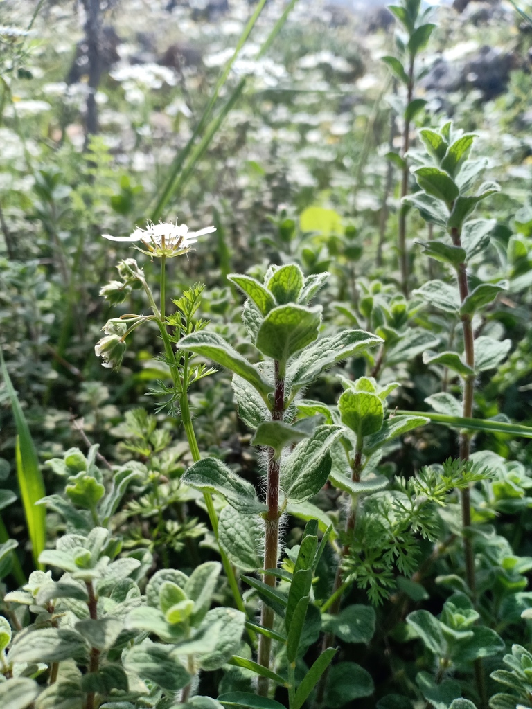 meetharmonycom's tweet photo. 🌱 Borneol is a terpene found in ginger, thyme, and rosemary. Some varieties of cannabis and hemp contain small amounts. You can find it in Skin Meditation, our cooling CBD massage gel.

Check out the full post on IG &amp; FB  💚

#meetharmony #bienetre #CBD #chanvre https://t.co/l2dYrlR7d4