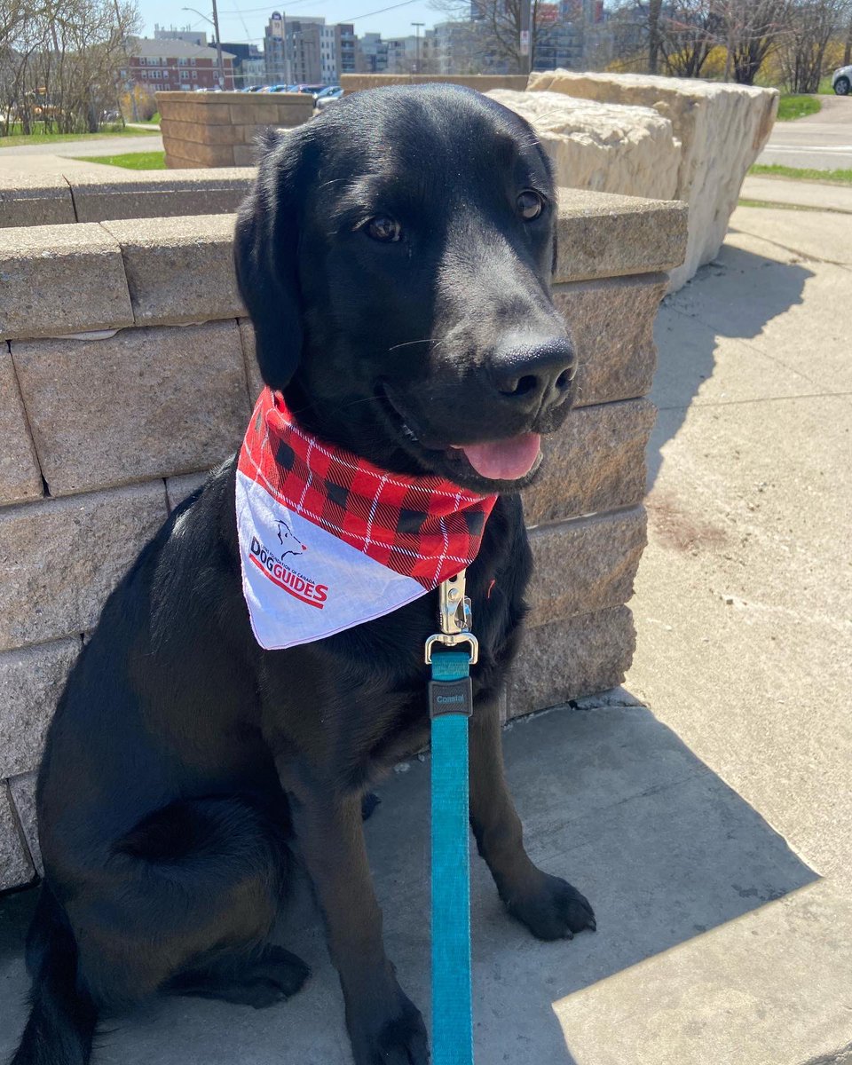 heathersryan's tweet photo. Hi friends! 
Roux and I are participating in the #PetValu #WalkForDogGuides on May 28 and May 29th. Want to join us? 

You can join or sponsor the team here:
https://t.co/kYjo88mfKX 

We hope to see you there! ❤️🐕‍🦺❤️

#futuredogguide #lfcdg https://t.co/OiQPzdOY9g