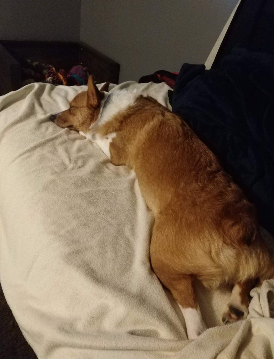 DanielleElain's tweet photo. @ZeRoyalViking All the corgi butts https://t.co/SUKWbpdFAi