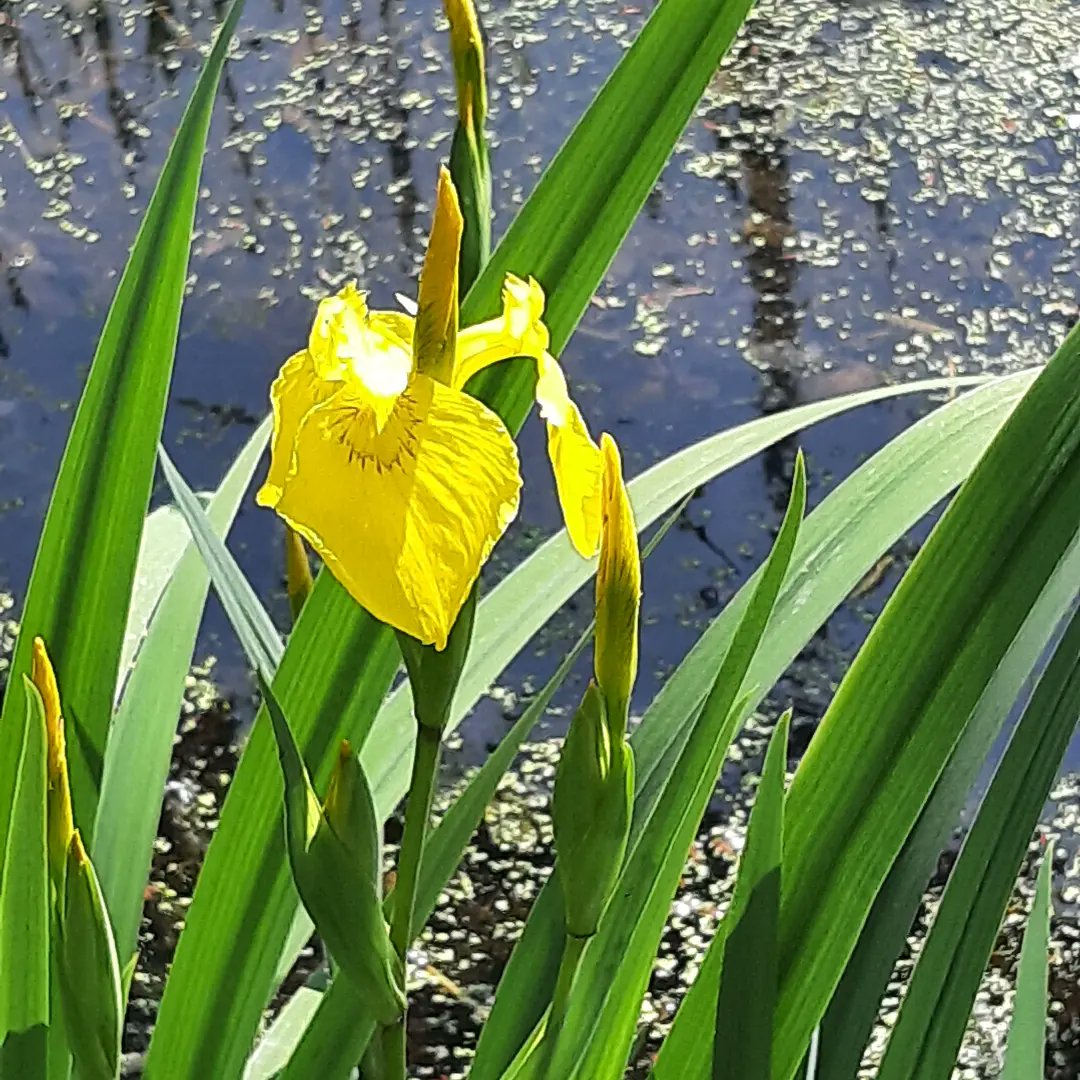 MEKloppenburg's tweet photo. Gewandeld in Park Hitland Zuid,  Capelle aan den IJssel.  #hitland #natuurgebiedhitland #nature #holland https://t.co/4fKy3xfOar