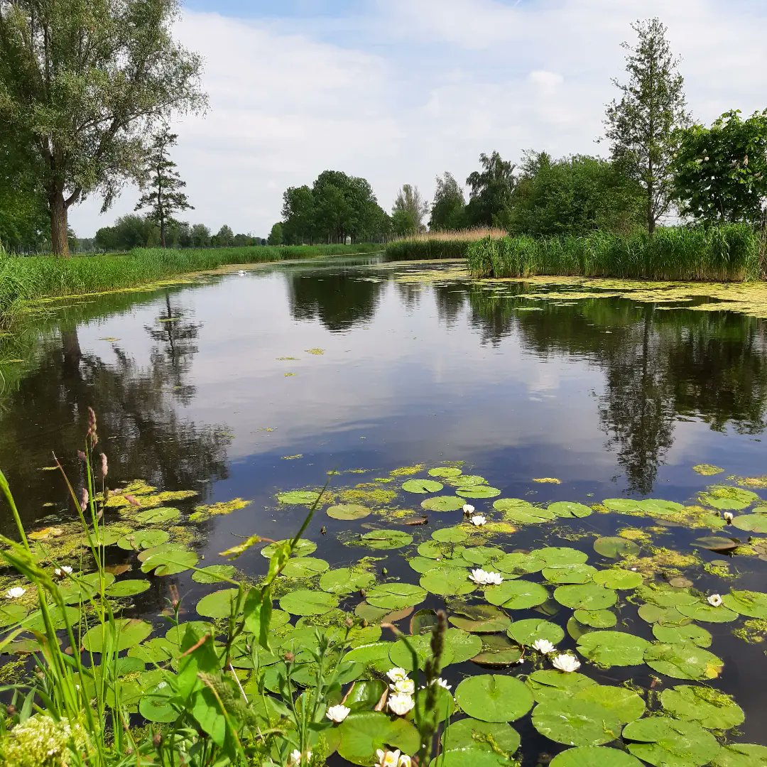 MEKloppenburg's tweet photo. Gewandeld in Park Hitland Zuid,  Capelle aan den IJssel.  #hitland #natuurgebiedhitland #nature #holland https://t.co/4fKy3xfOar