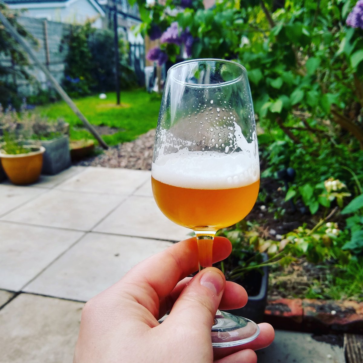 Tank pour of my new Belgian West Coast IPA "Bitter Disappointment". Going into kegs today.
You see, sometimes I actually do make beer! 
This is the first of a new core range, that'll include some old favourites and a couple of new beers too.
Hit me up if you want a wee sample. 😁